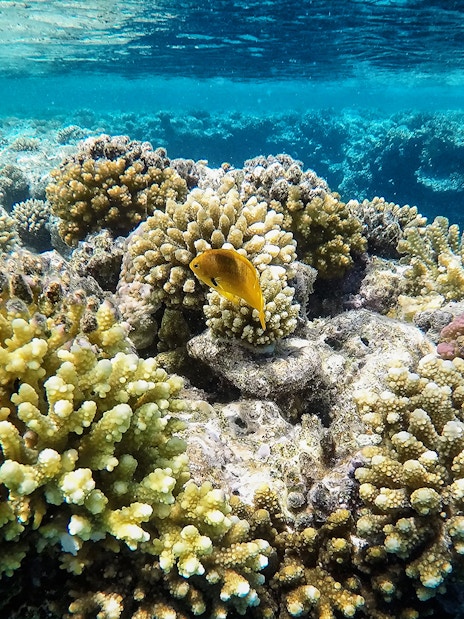 Coral reefs with fish in Langkawi Underwater World.