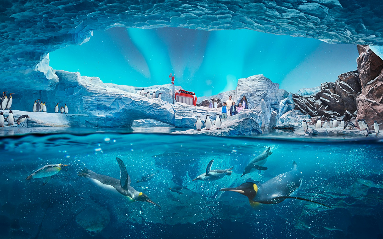 Penguin encounter - SeaWorld Abu Dhabi