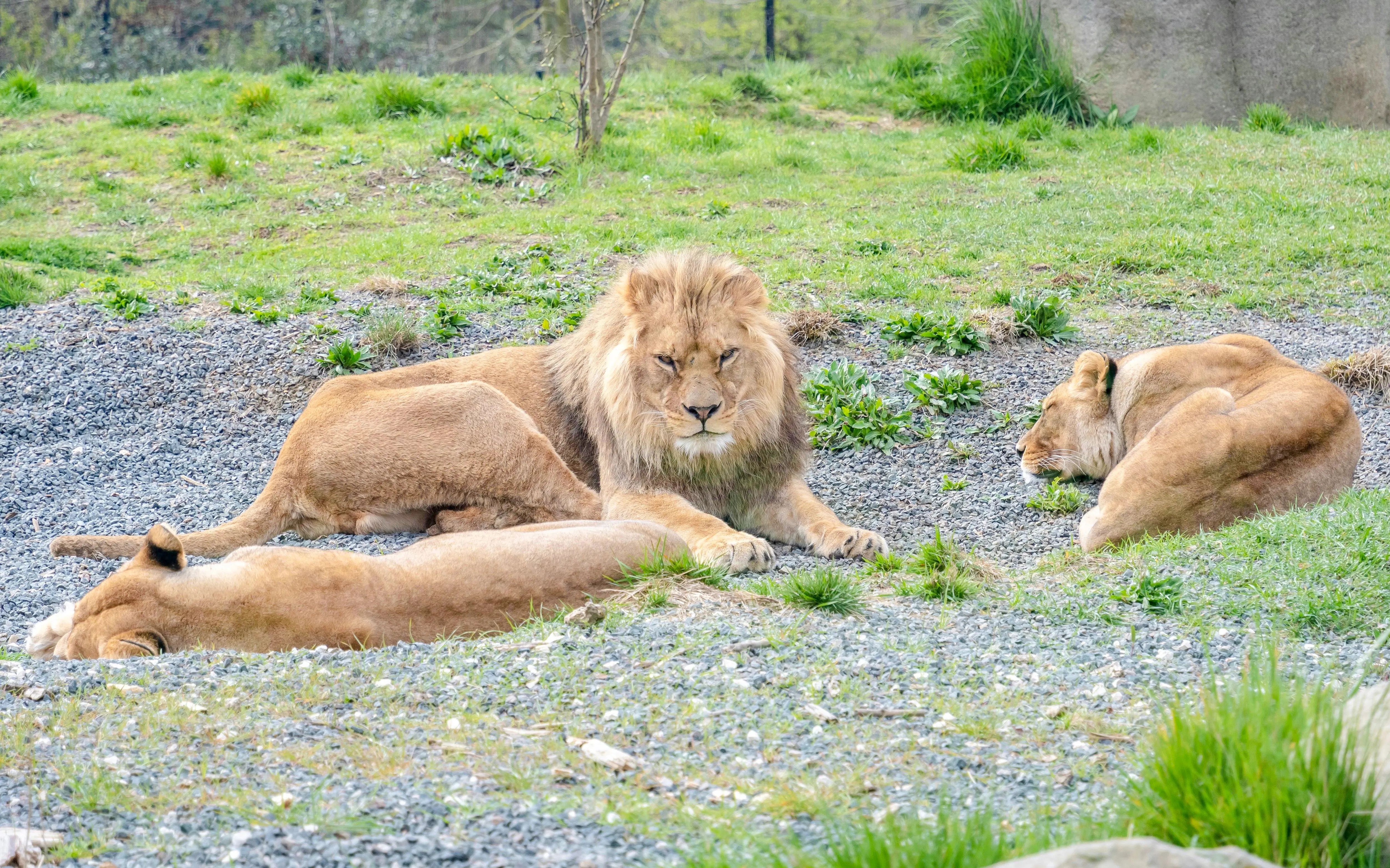 Lions resting on grass at Zoo de Vincennes, Paris.