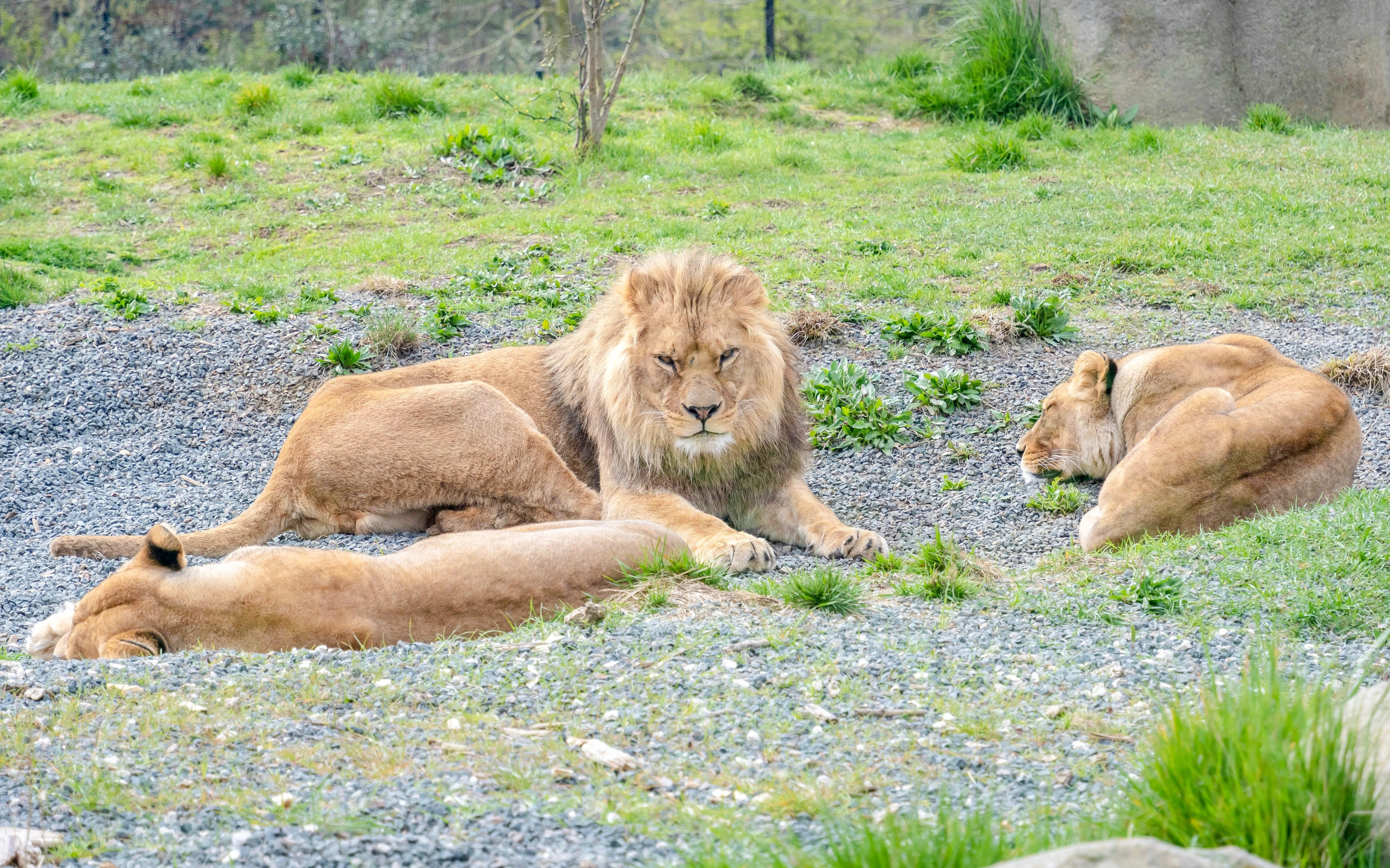 Lions resting on grass at Zoo de Vincennes, Paris.