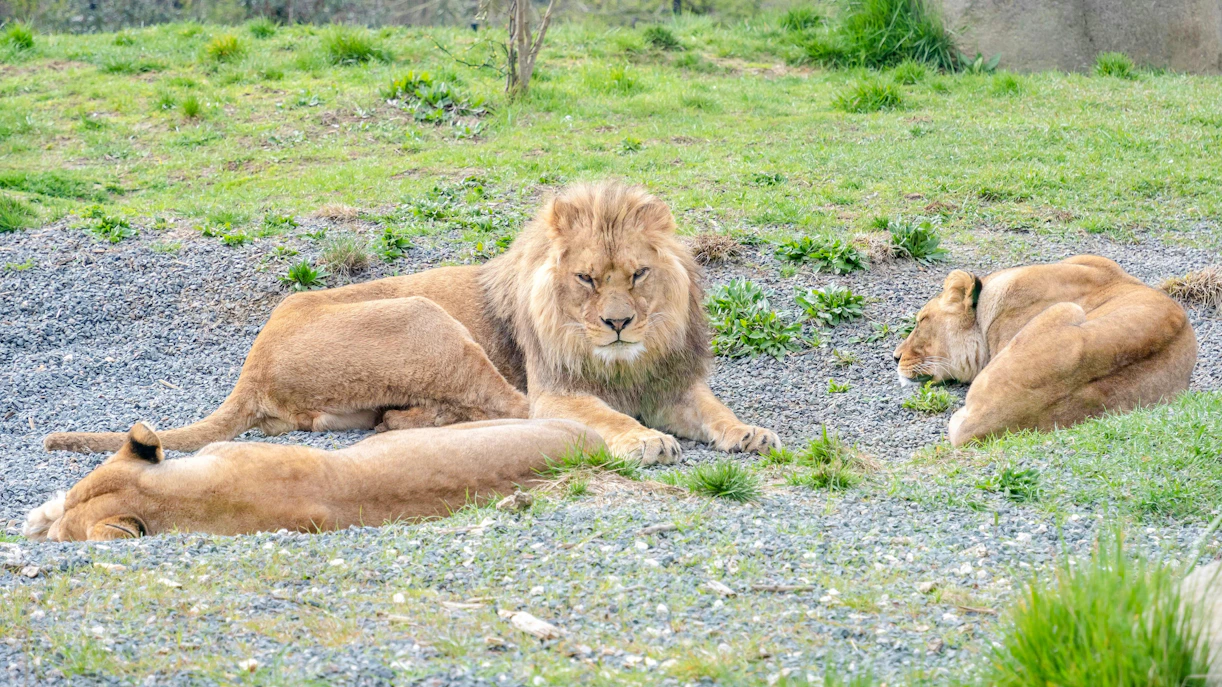 Lions resting on grass at Zoo de Vincennes, Paris.