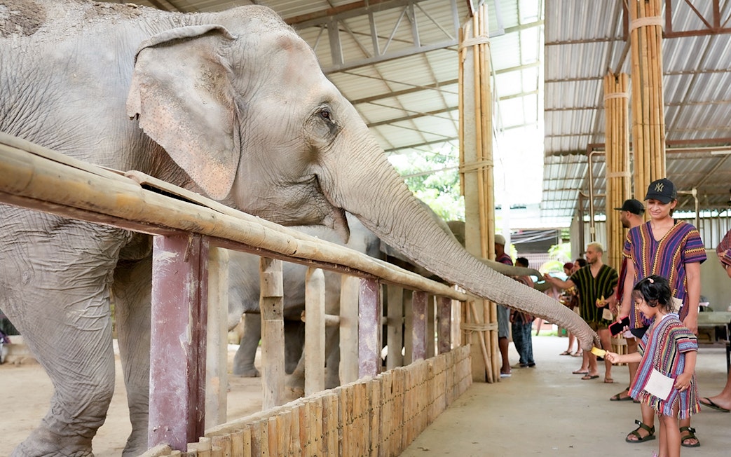 Tourists in traditional Karen clothing feeding an elephant in a sanctuary.