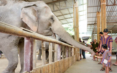Tourists in traditional Karen clothing feeding an elephant in a sanctuary.