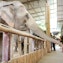 Feed, interact, and play with elephants