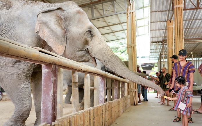 Tourists in traditional Karen clothing feeding an elephant in a sanctuary.