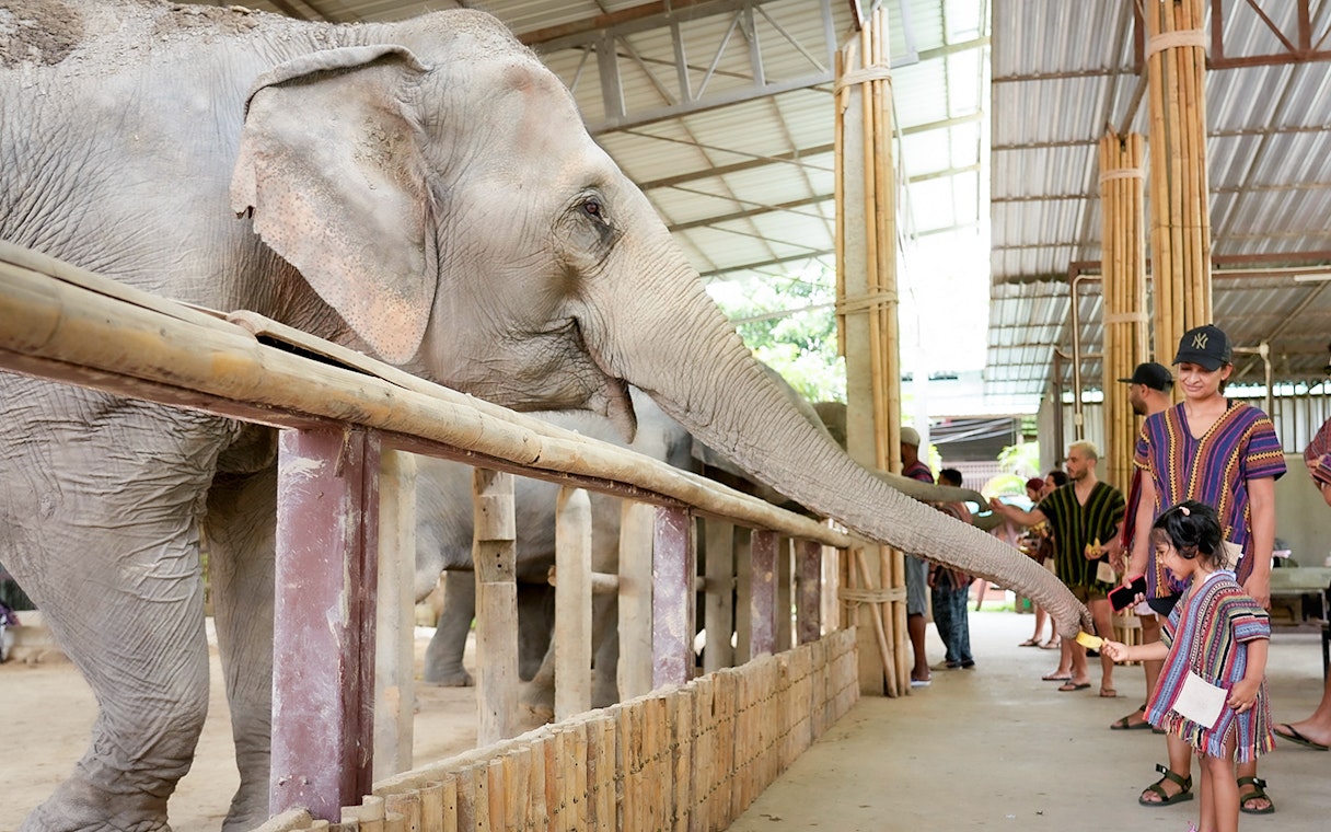 Tourists in traditional Karen clothing feeding an elephant in a sanctuary.