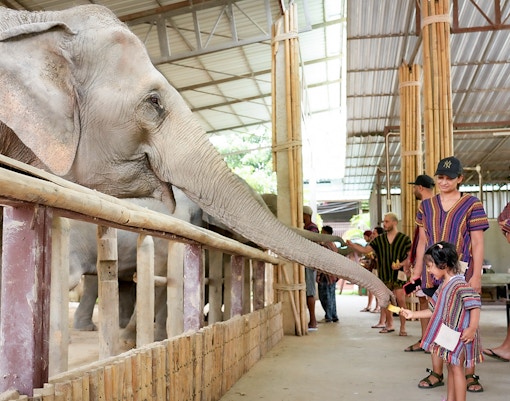 Tourists in traditional Karen clothing feeding an elephant in a sanctuary.