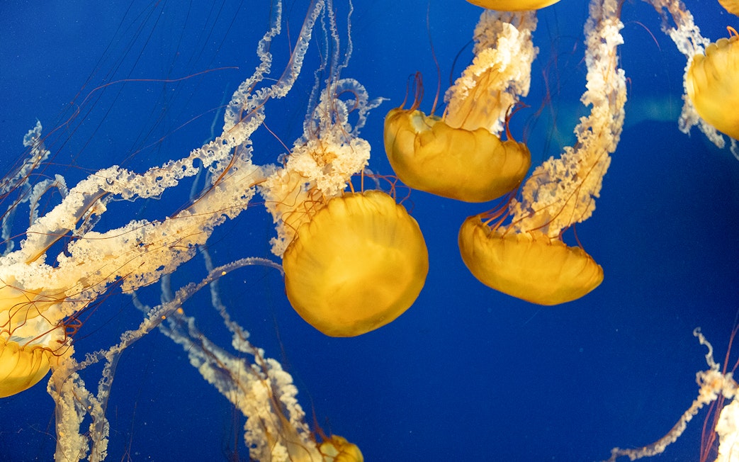 Jellyfish swimming in Aquarium of the Bay exhibit.