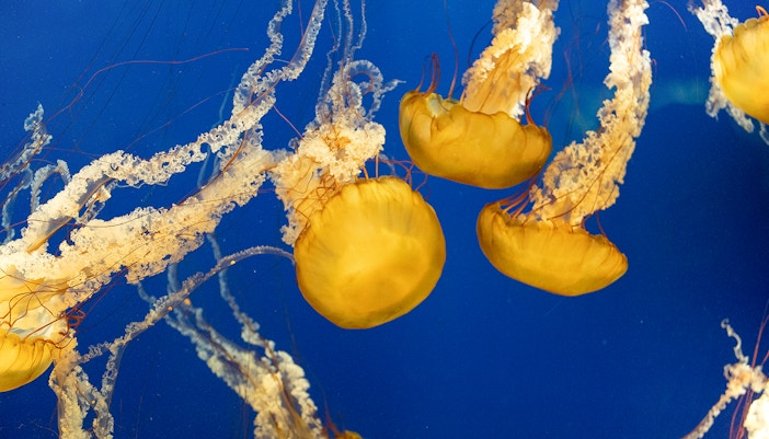 jellyfish at Georgia Aquarium