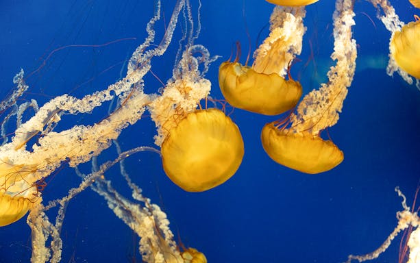Jellyfish swimming in Aquarium of the Bay exhibit.