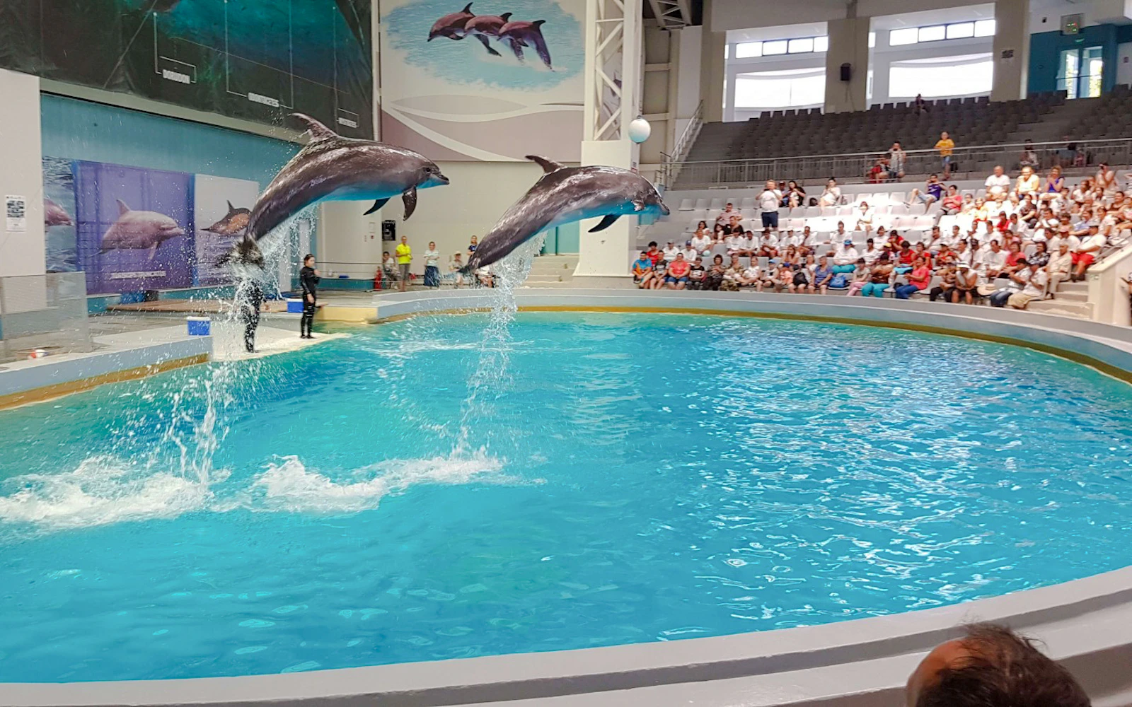Constanța: Dolphinarium Show Tickets, Microreservation Access & Hydrobike Rental