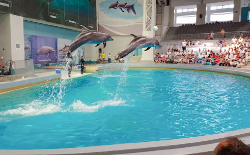 constanța: ingressos para o show do delfinário, acesso ao microreservation e aluguel de hidrobicicleta-1