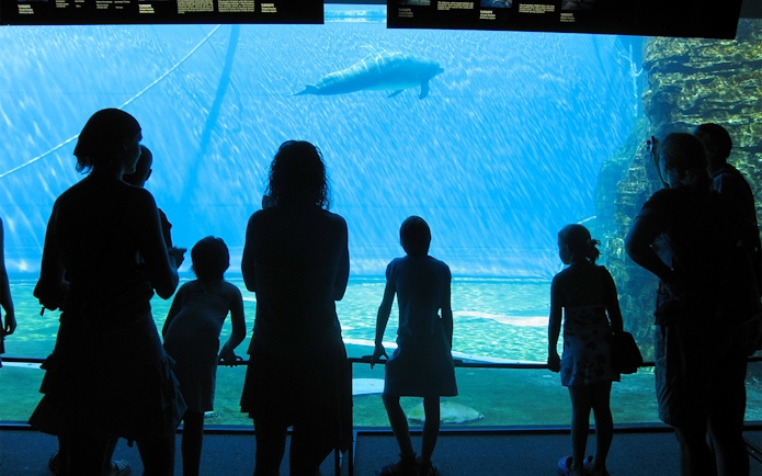 Visitors watching a dolphin at Genoa Aquarium.