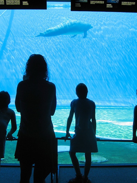Visitors watching a dolphin at Genoa Aquarium.