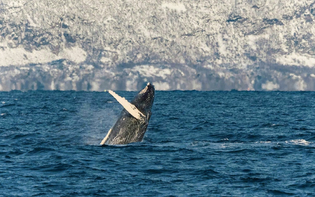 Whale breaching in Tromso, Norway during a silent hybrid-electric cruise.