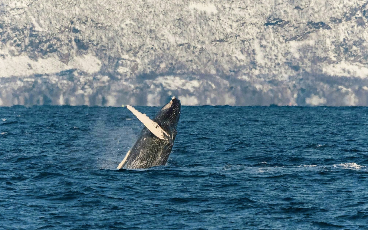 Whale breaching in Tromso, Norway during a silent hybrid-electric cruise.