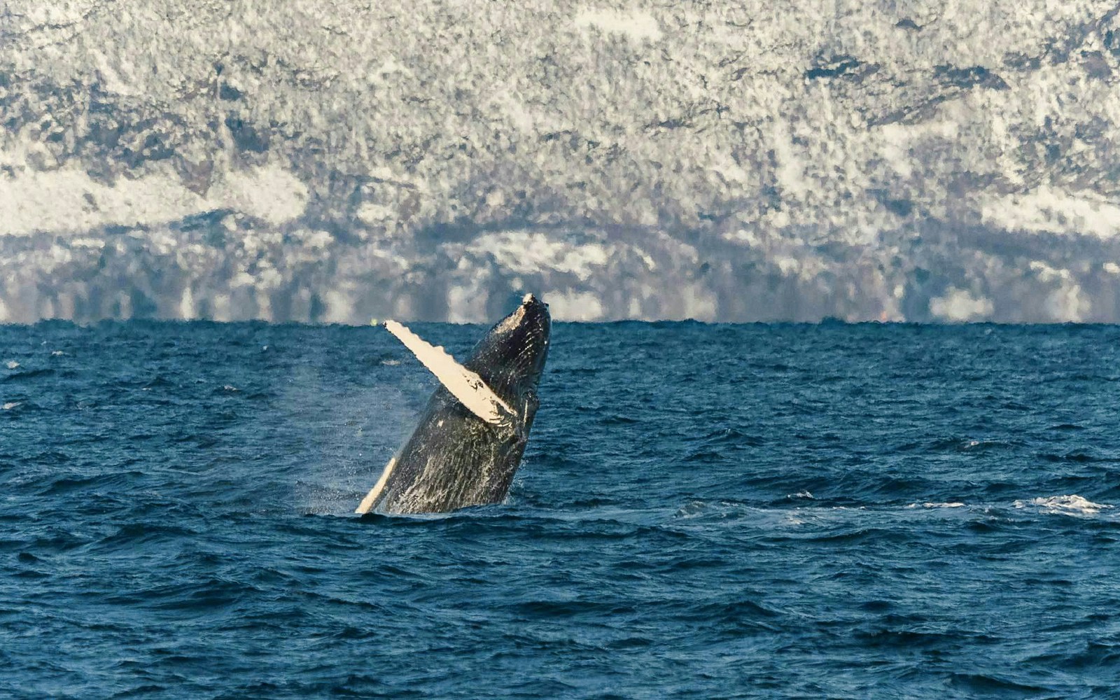 Whale breaching in Tromso, Norway during a silent hybrid-electric cruise.