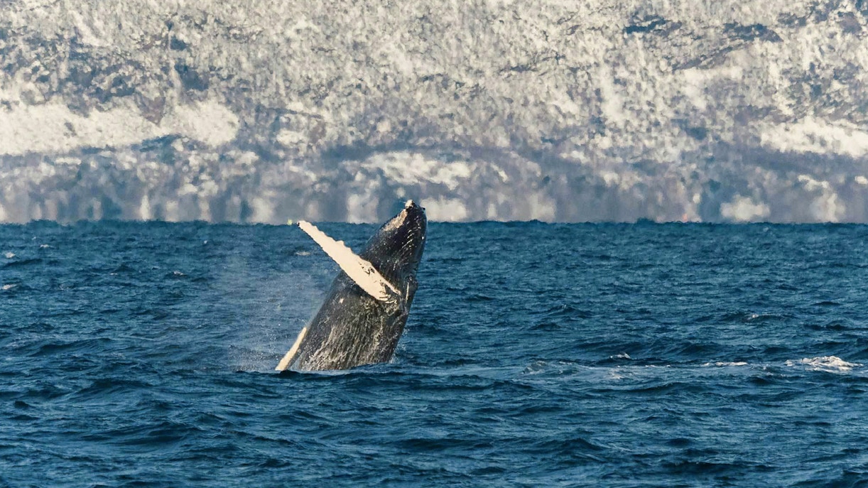 https://cdn-imgix.headout.com/media/images/fd9307f3a1cbd633c1c1006b2426349d-29459-tromso-full-day-silent-whale-watching-hybrid-electric-cruise-05.jpg