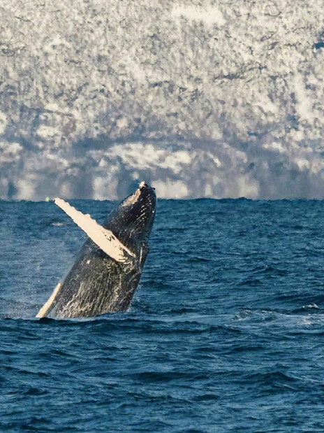Whale breaching in Tromso, Norway during a silent hybrid-electric cruise.