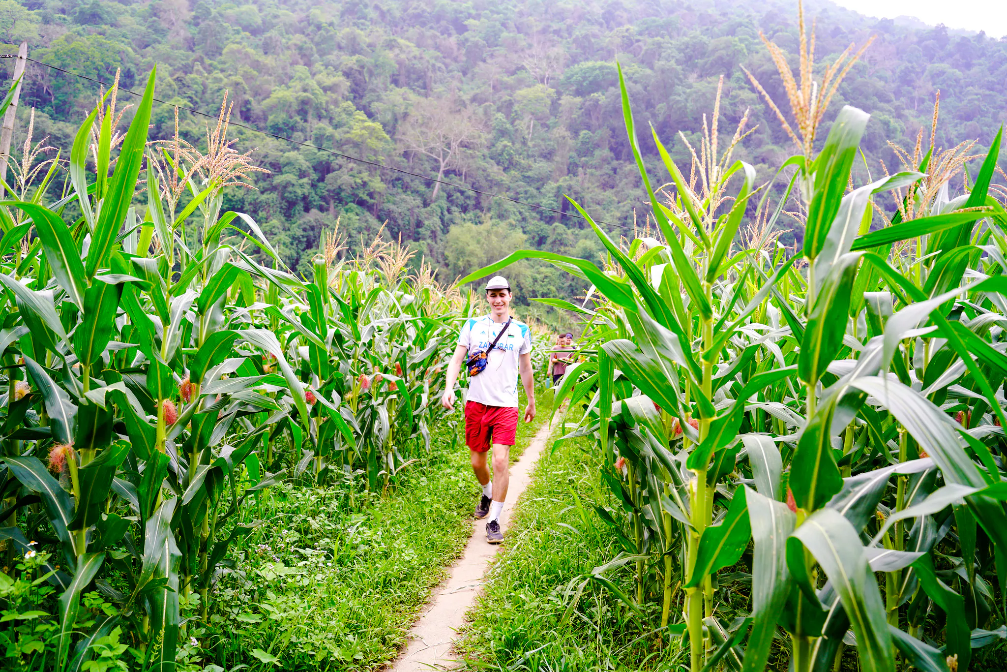 Traveler walking through cornfield path in Ba Be National Park, Vietnam.
