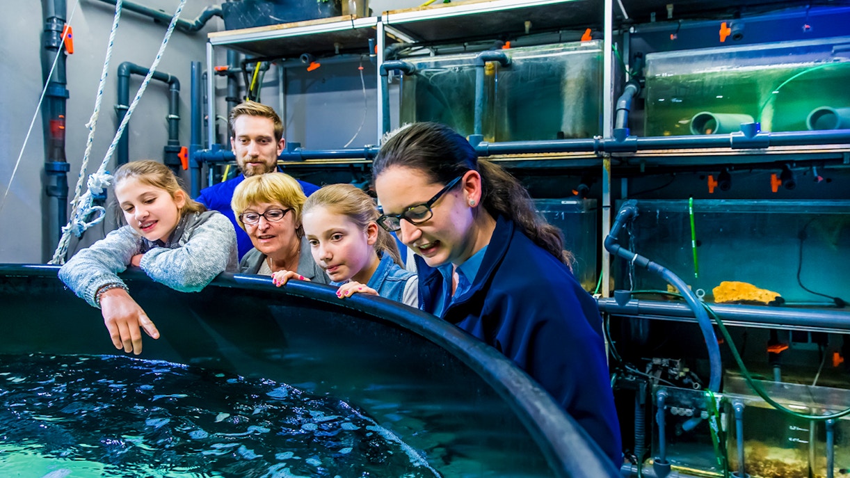 Guests observing aquatic life on the SEA LIFE London Behind the Scenes Tour.