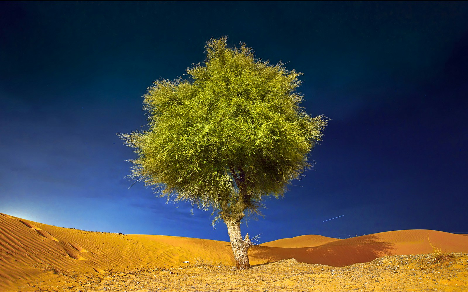 Ghaf tree standing alone in the desert under a clear night sky.