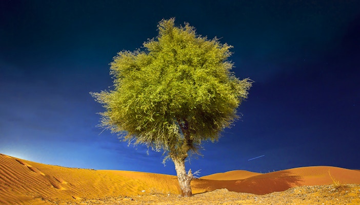 Ghaf tree in the Desert