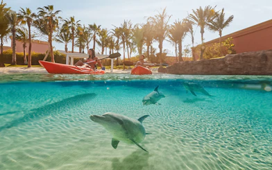 Tourists kayaking with dolphins at Atlantis, The Palm, Dubai.