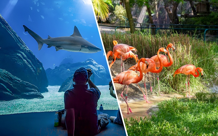 Aquarium visitor watching a shark swim; flamingos in a lush outdoor habitat.