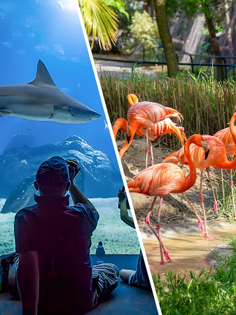 Aquarium visitor watching a shark swim; flamingos in a lush outdoor habitat.