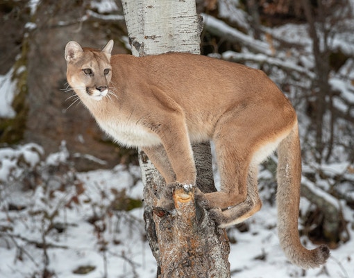 Puma perched on a tree in a snowy forest setting.