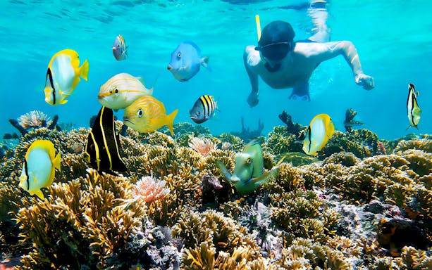 Snorkeler exploring coral reef with colorful fish in Hurghada during dolphin watching cruise.