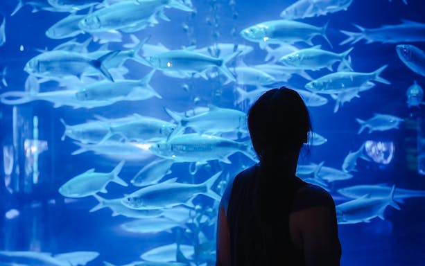 Person observing fish in large tank at Jakarta Aquarium Safari.