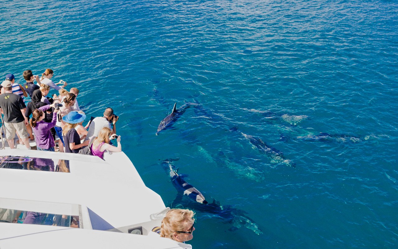 Group photographing dolphins from boat during Red Sea tour, Hurghada.