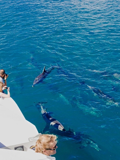 Group photographing dolphins from boat during Red Sea tour, Hurghada.
