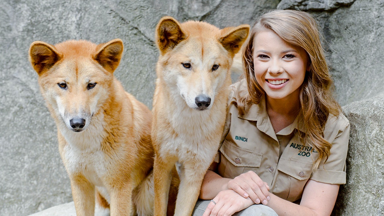 Irwin family member handling a crocodile in Australia Zoo arena.
