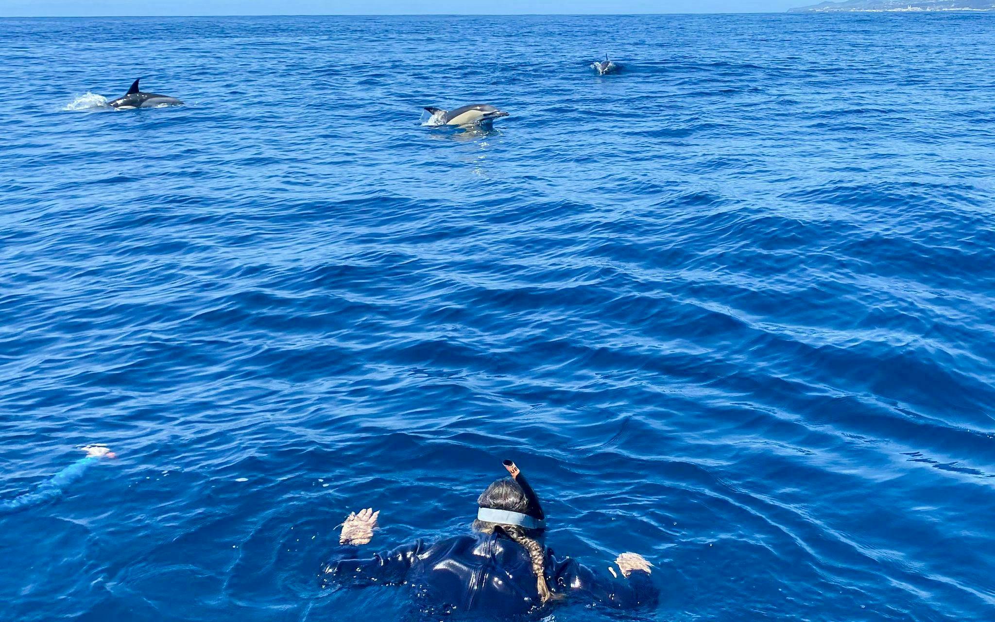 terceira: schwimmen mit den delfinen-1