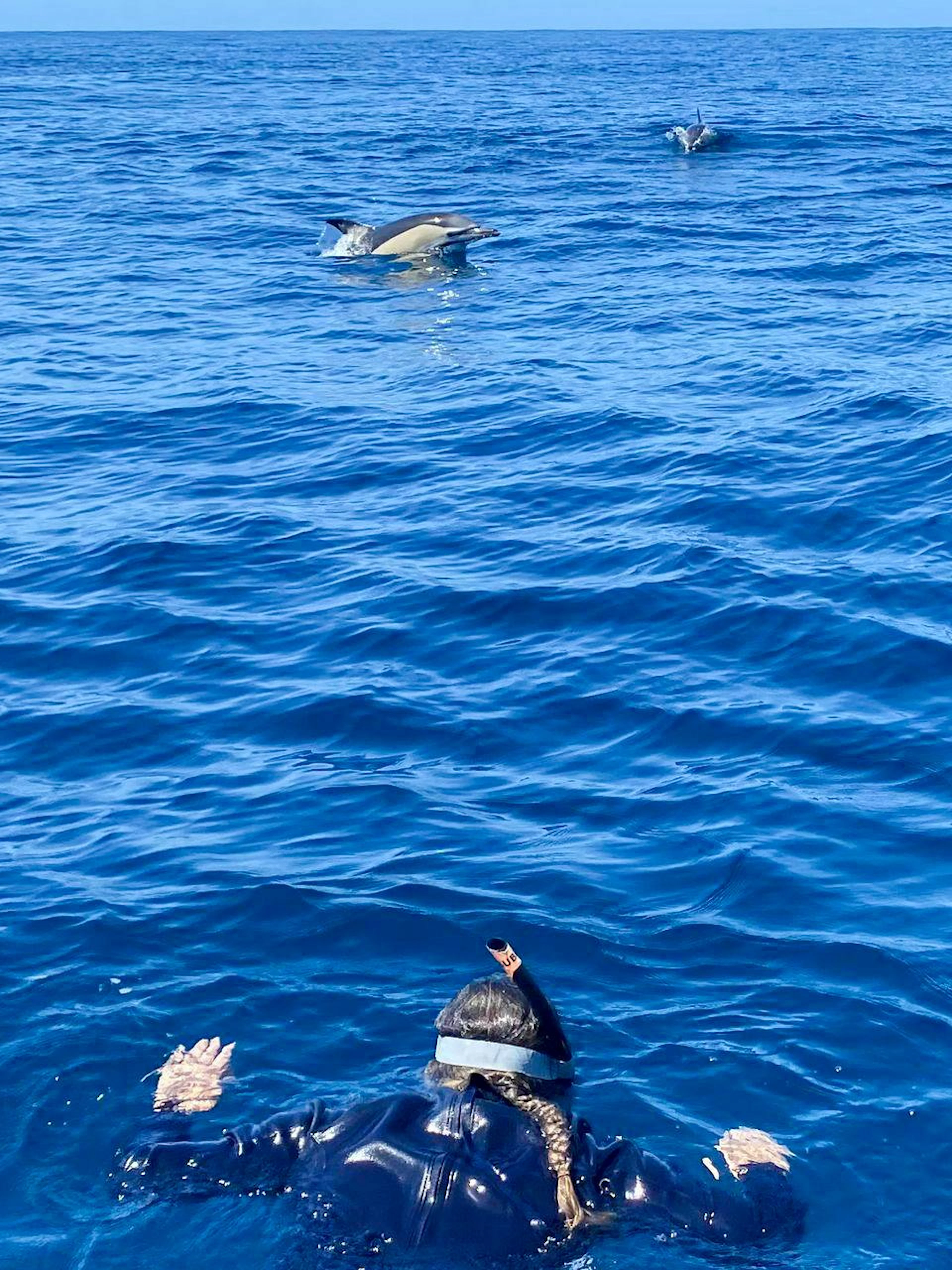 terceira: nade com os golfinhos-1