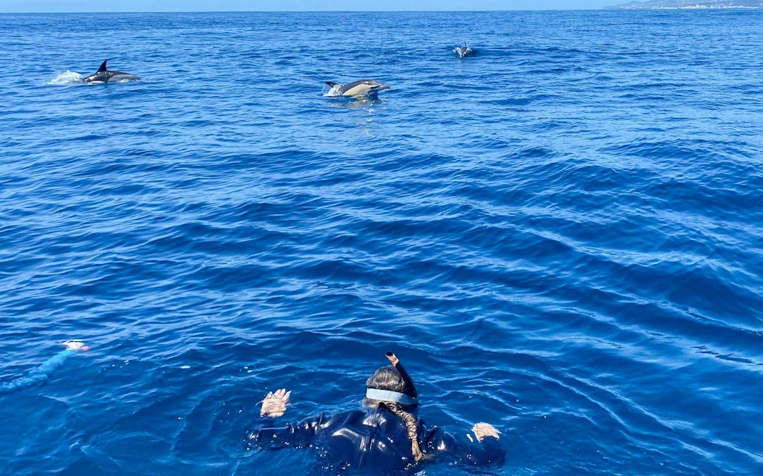 terceira : nager avec les dauphins-1