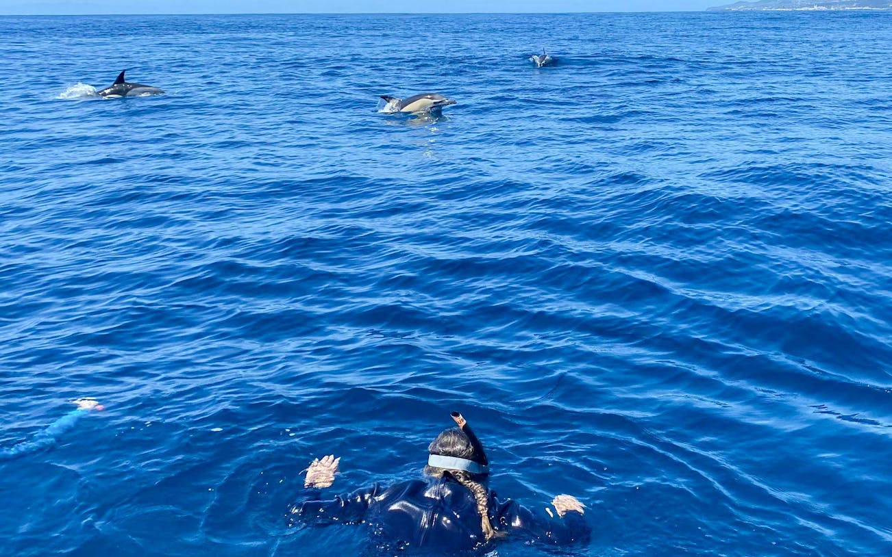 terceira: schwimmen mit den delfinen-1