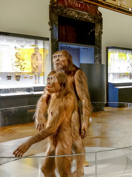 Exhibit of early human ancestors at Natural History Museum, Vienna.