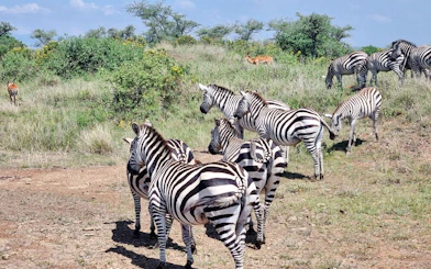 Zebras grazing in Nairobi National Park, Kenya, with antelopes in the background.