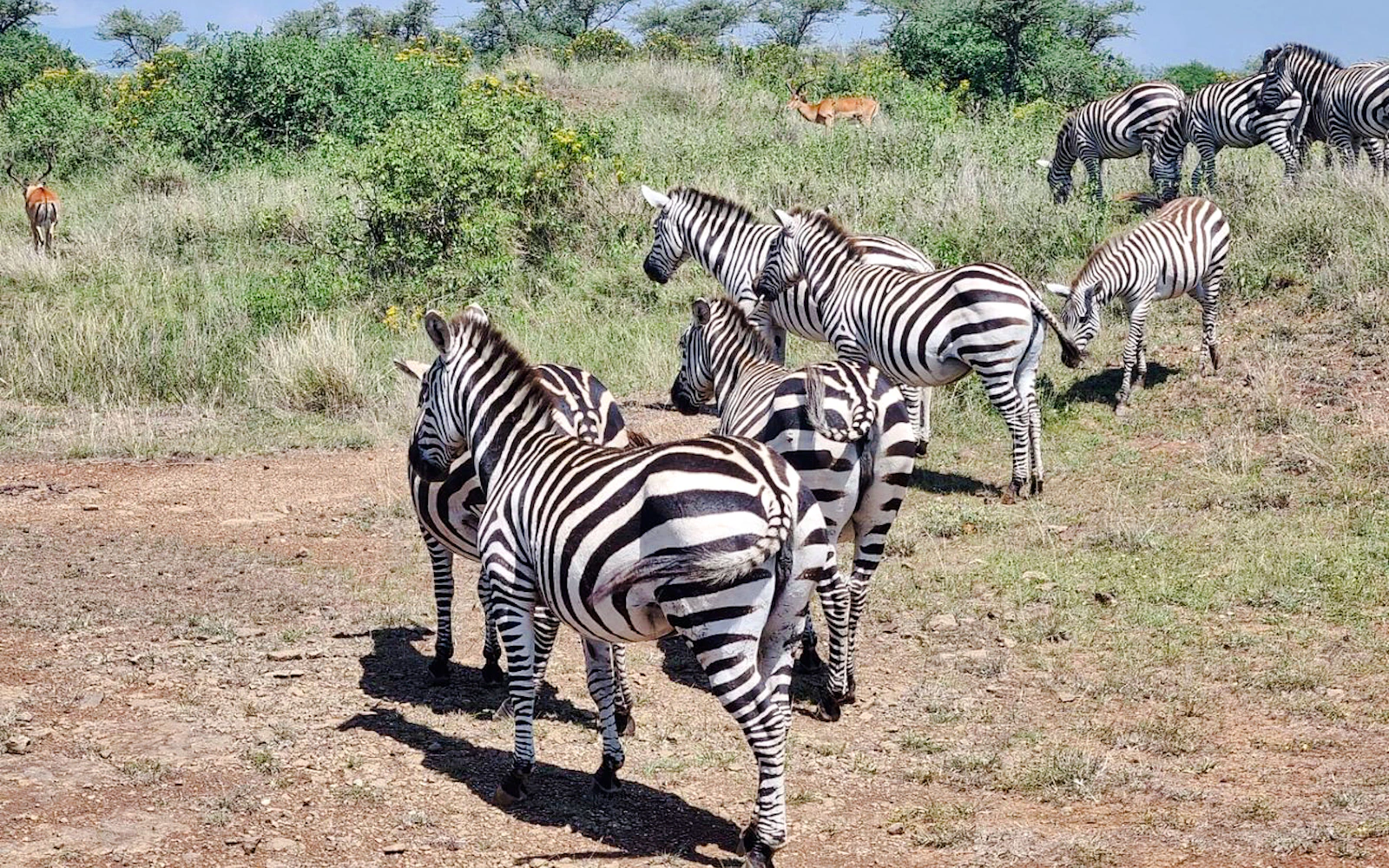 Nairobi National Park Game Drive with Elephant Orphanage and Giraffe Centre Group Tour with Hotel Transfers