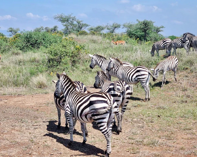 Nairobi National Park Game Drive with Elephant Orphanage and Giraffe Centre Group Tour with Hotel Transfers (Product 56356)