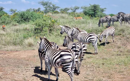 Zebras grazing in Nairobi National Park, Kenya, with antelopes in the background.