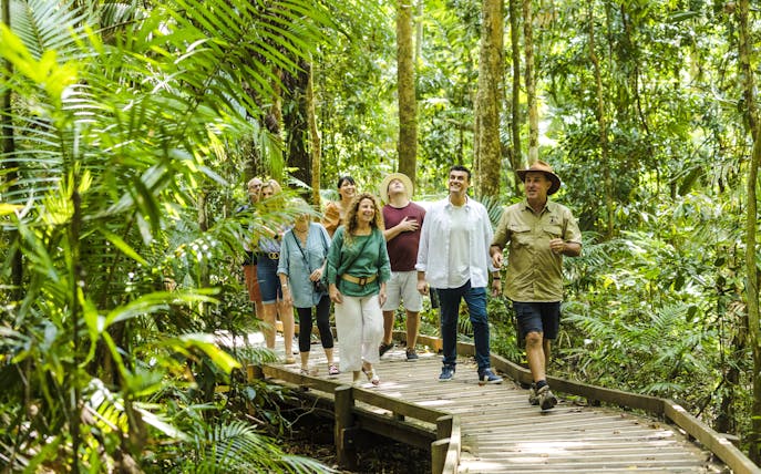 Group walking on a boardwalk through Daintree Rainforest with Billy Tea Safaris guide.
