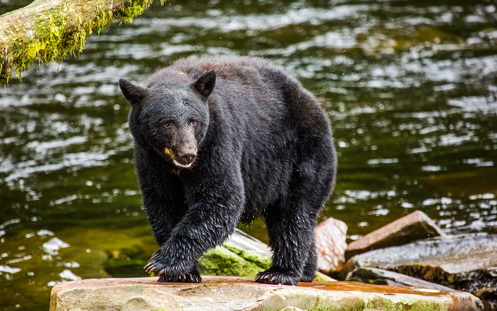 Black bear walking on rocks by a river in Alaska.