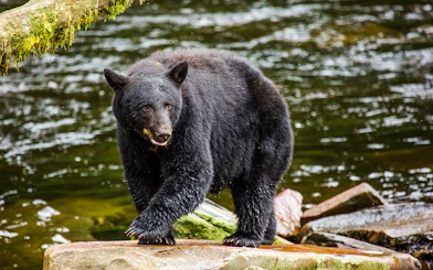 Black bear walking on rocks by a river in Alaska.