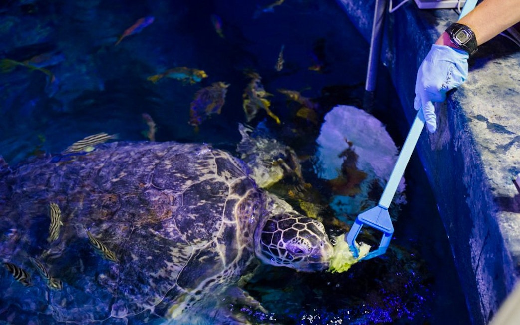 Sea turtle being fed by a staff member at SEA LIFE Manchester.