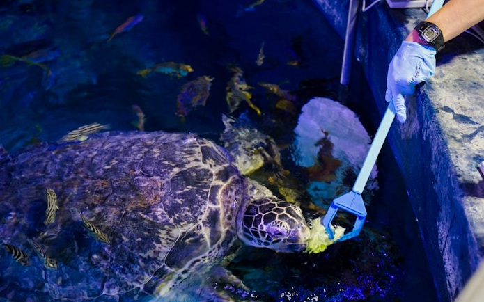 Sea turtle being fed by a staff member at SEA LIFE Manchester.